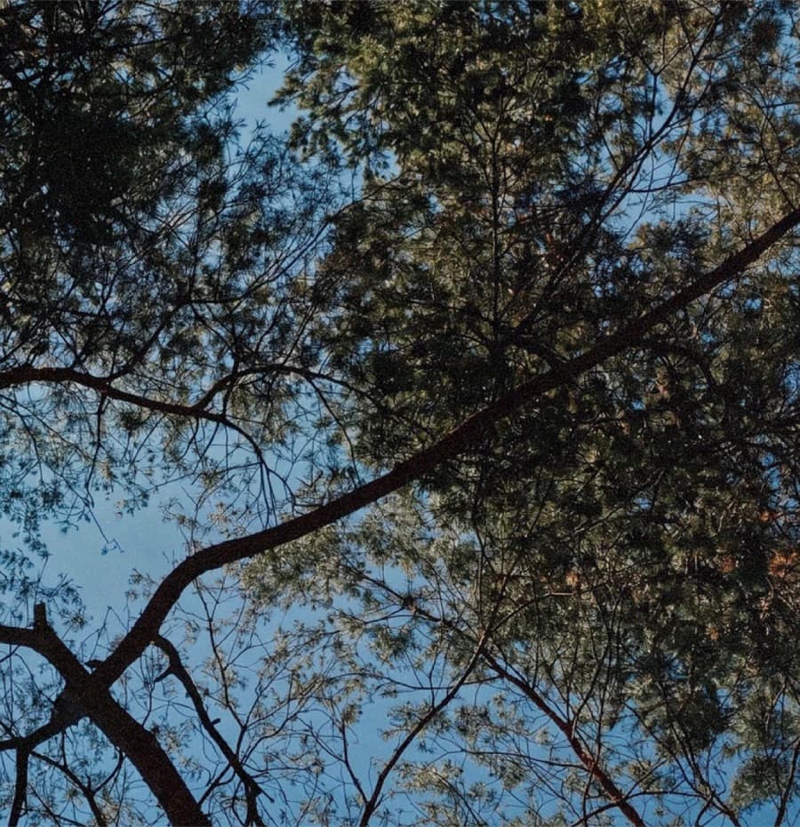 Looking up through a tree canopy toward a bright blue sky